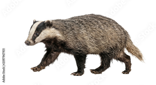 Foto European badger walking with distinctive black and white facial markings