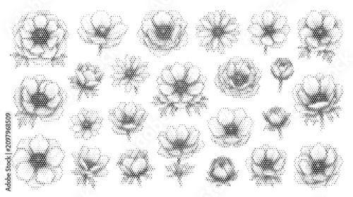 Foto folk anemone nature plant ethnic set flora botanical flower leaf blossom cross h