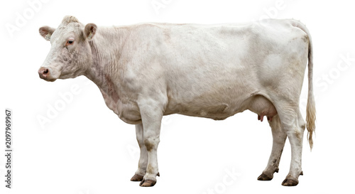 Canvas Print White Charolais cow standing in profile on a clean white background
