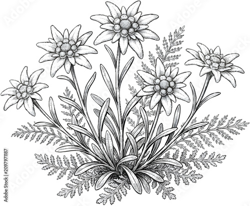 Detailed botanical edelweiss wildflower plant drawing on a transparent background