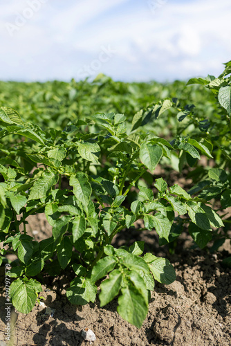 Fresh potato plants with dense green leaves growing in furrowed soil, shallow depth of field emphasizing foreground foliage while blurred rows lead toward distant horizon beneath clear blue sky on