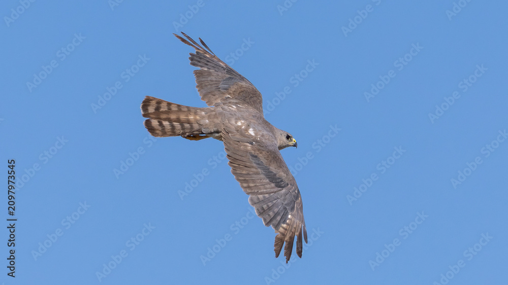 Obraz premium Levant Sparrowhawk in flight
