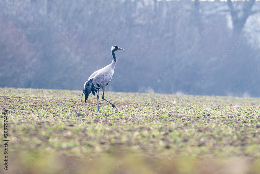 Obraz premium Żuraw zwyczajny (Grus grus) brodzący po zielonym polu w mglisty poranek. Symbol polskiej przyrody, ochrony ptaków wędrownych oraz bioróżnorodności rolniczych krajobrazów.