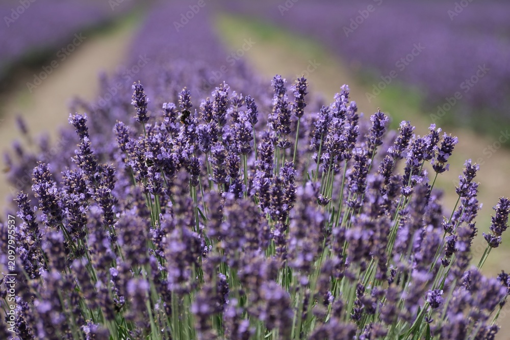 Obraz premium Beautiful scenery of blooming lavender field.