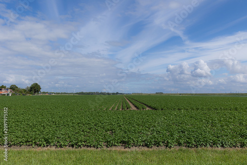 Wide panoramic view of lush potato farmland with orderly rows stretching toward horizon, open rural landscape, layered clouds, distant farmhouse, trees, and wind turbines under bright daylight