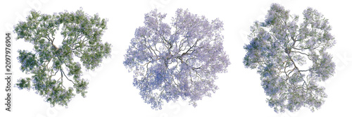 Fotografía Jacaranda tree plan, top view, cutout, transparent background, isolate, Three Tr