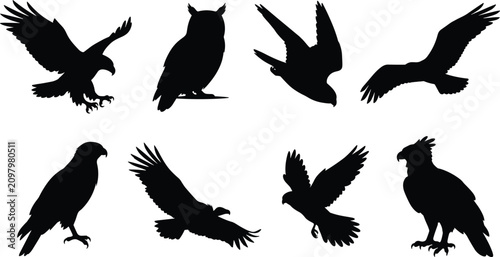 Photography Collection of birds of prey black silhouettes including eagles hawks falcons and