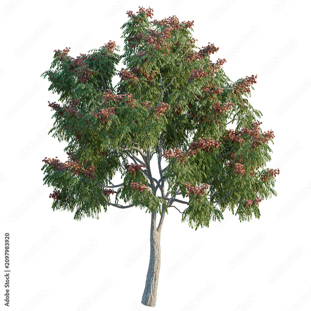 Fototapeta premium Aesculus pavia 'Koehnei' tree, elevation, front view, cutout, transparent background, isolate, Detailed 3D Render of a Flourishing Tree with Vibrant Foliage and Rich Branching Structure