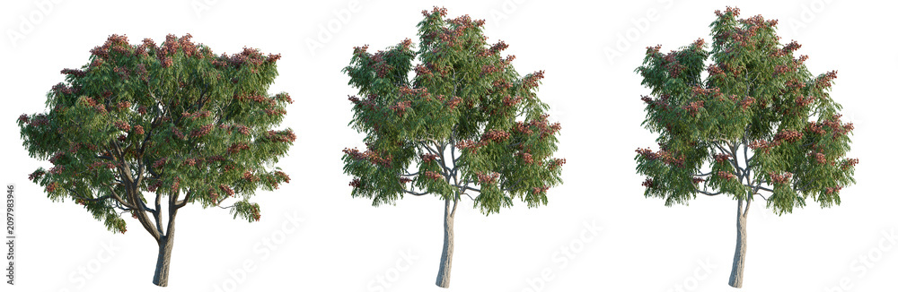 Fototapeta premium Aesculus pavia 'Koehnei' tree, elevation, front view, cutout, transparent background, isolate, Three Trees with Lush Green Foliage - Ideal for Landscape Design and Nature Imagery