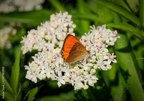 Foto A Common Small Copper butterfly (Lycaena phlaeas) feeding on delicate white wildflowers along a sunny mountain meadow in the Bükk Mountains, Hungary