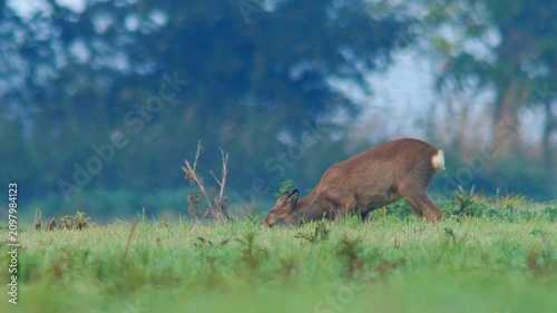 European Roe Deer Group Searching for Food at Forest Edge During Autumn Morning Light | 4K Wildlife