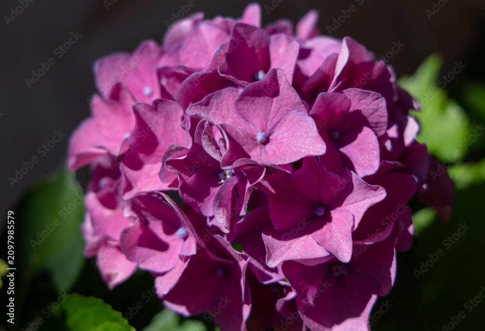 Fototapeta premium Hortensie