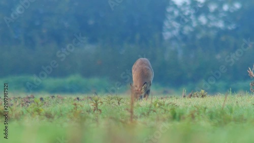 Roe Deer Foraging at Forest Edge in Autumn Morning Light, Wild Animal Behavior in Germany 4K