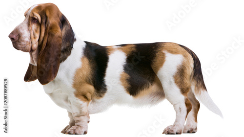 Vászonkép Tri-color Basset Hound dog with long ears standing, isolated on transparent back