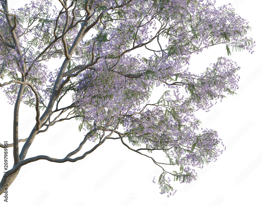 Obraz premium Jacaranda tree, corner view, cutout, isolate, transparent background, Blooming Jacaranda Tree Branch with Purple Flowers - Springtime Floral Element for Design