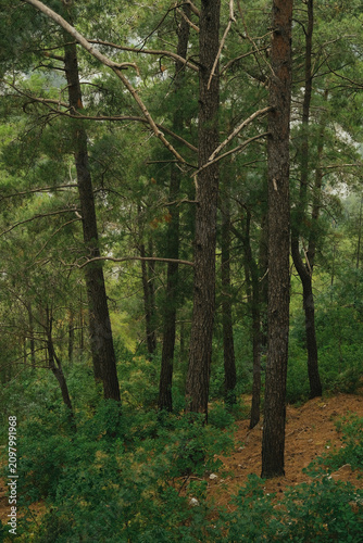 Dense pine forest on a mountain slope with tall evergreen trees and lush green vegetation. Peaceful natural landscape in a mountainous area, ideal for travel, hiking and environmental concept