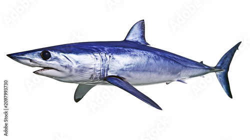 Vászonkép Blue mako shark swimming, isolated on transparent background