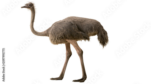 Photography Brown ostrich bird with long neck and legs, isolated on transparent background