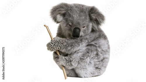 Photography Fluffy grey koala bear holding a thin wooden stick, isolated on transparent back