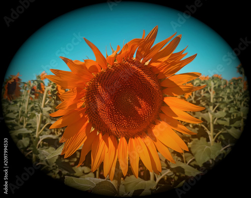 bright colorful sunflower composition in a dark oval