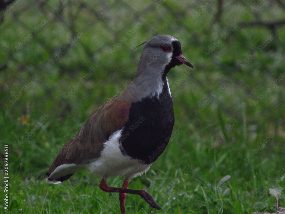 Fototapeta premium black headed gull