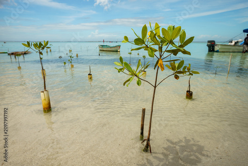 Фотография Young mangrove saplings planted in clear shallow ocean water as part of a coasta