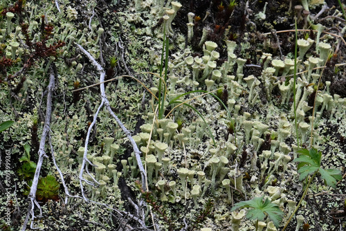 Foto Cladonia asahinae, the pixie cup lichen, grows abundantly in Alaska's boreal forest