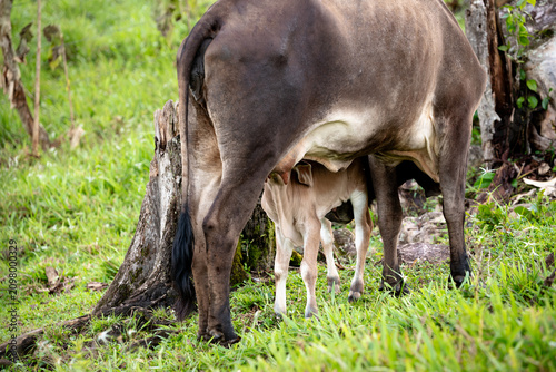 Bilde på lerret A cow in a field feeding and caring for her calf