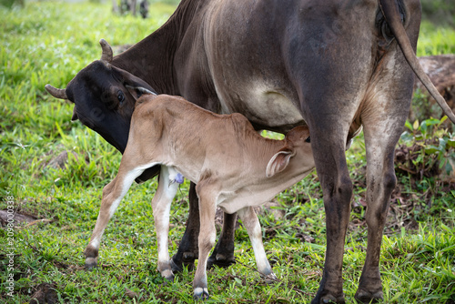 Tableau sur toile A cow in a field feeding and caring for her calf