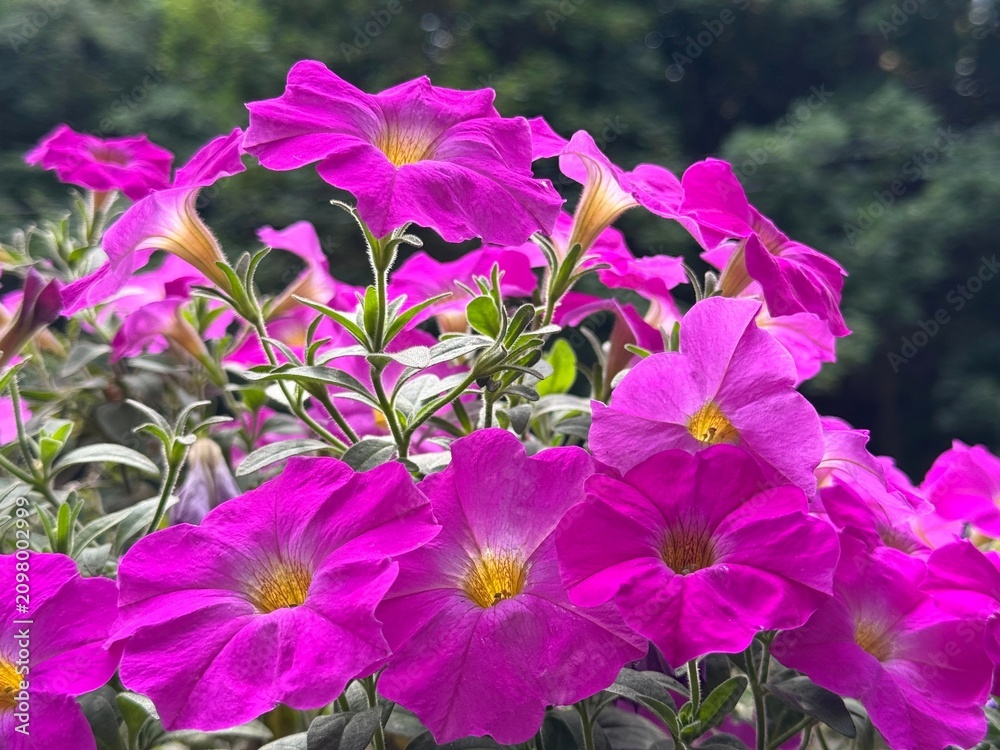 Obraz premium Petunia beautiful pink flowers in garden