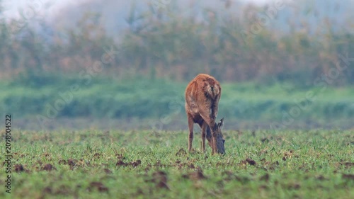 Roe Deer Foraging at Forest Edge in Autumn Morning Light, Wild Animal Behavior in Germany 4K