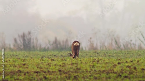Roe Deer Foraging at Forest Edge in Autumn Morning Light, Wild Animal Behavior in Germany 4K