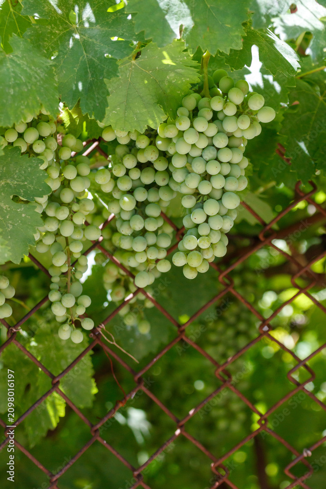 Obraz premium Fresh green grapes hang from vine behind chain-link fence