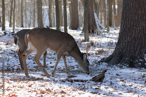 Deer. The white-tailed deer,also known as the whitetail or Virginia deer in winter on snow. White tailed deer is the wildlife symbol of Wisconsin  and game animal of Oklahoma.