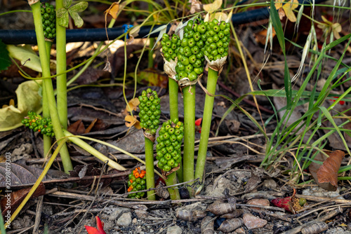 Close up of arum italicum wild plant stems with unripe green berry cobs growing from ground. Beautiful mediterranean forest botany background on sunny spring day in may, ground angle.