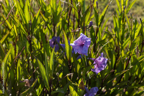 Low angle close up of purple ruellia flower on green plant under strong back light. Beautiful dramatic botany background on sunny summer day in june, mediterrranean vegetation, detail view.