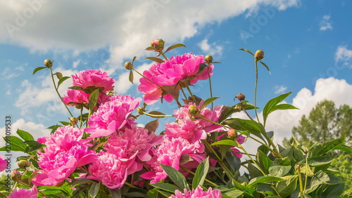 Peonies in the wind against the sky