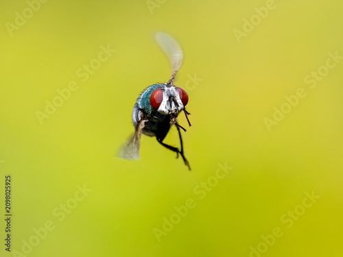 Aasfliege, Schmeißfliege, Calliphoridae
