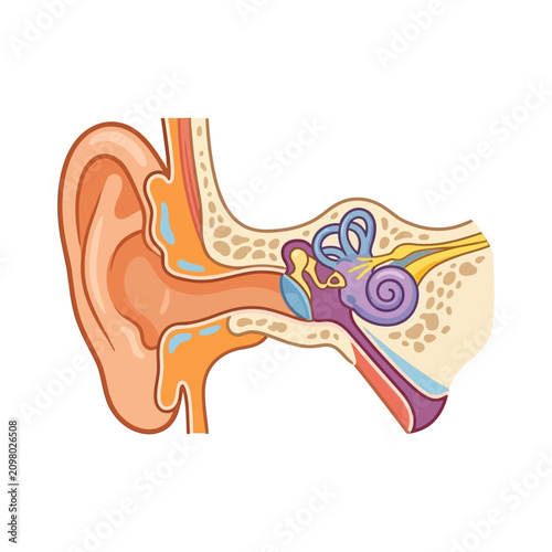 A detailed anatomical illustration of the human ear showing internal structures.
