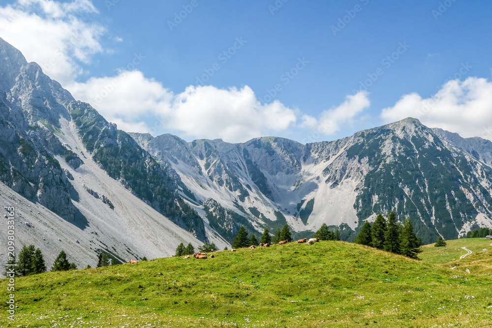 Obraz premium Cows resting on alpine pasture under rocky peaks