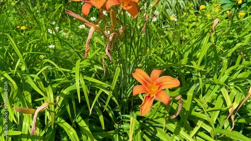 Orange daylilies emerge amidst lush green foliage, capturing the essence of summer blooms in a garden. The flowers display vivid colors, enhancing the natural beauty of the surrounding plants