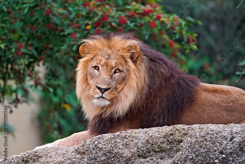 Canvas Print portrait of a lion