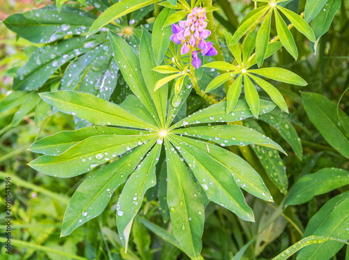 Leaves with dew drops