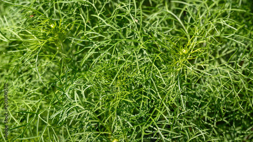 Green cosmos leaves in the garden.