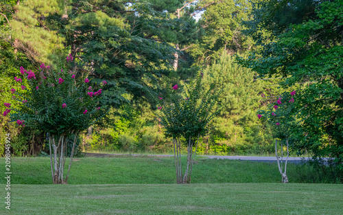 Vibrant Summer Crepe Myrtle Blooms on Green Lawn