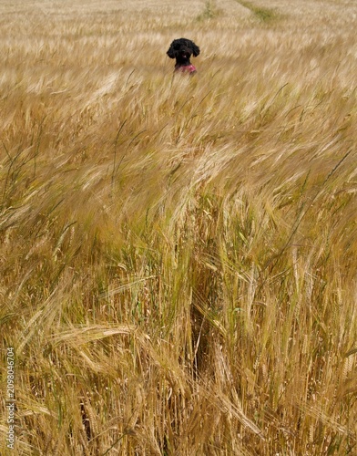 Bumbles bumbling in a wheat field