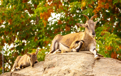 Canvas Print A wild ibex