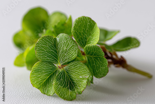 Close Up of Green Shamrock Leaves