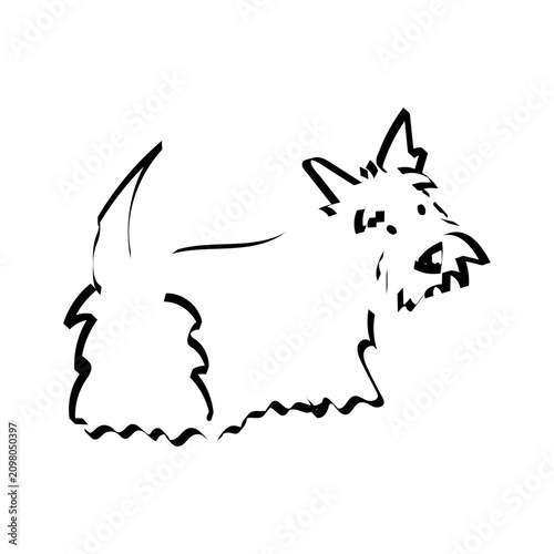 Cute black ink sketch of a Scottish Terrier looking back. Doodle pet portrait.