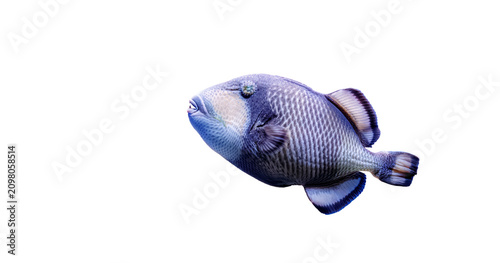 Clean view of colorful marine triggerfish. Template for pet shop supplies online retail, big fish food package design, water care items and copy space